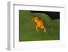 Golden Mantella (Mantella Aurantiaca), Madagascar, Africa-G &-Framed Photographic Print