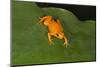 Golden Mantella (Mantella Aurantiaca), Madagascar, Africa-G &-Mounted Photographic Print