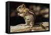 Golden-Mantled Ground Squirrel (Spermophilus Lateralis) on a Log-George D Lepp-Framed Stretched Canvas