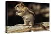 Golden-Mantled Ground Squirrel (Spermophilus Lateralis) on a Log-George D Lepp-Stretched Canvas