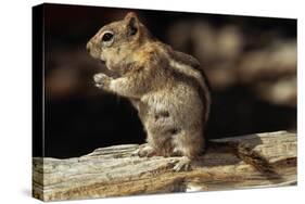Golden-Mantled Ground Squirrel (Spermophilus Lateralis) on a Log-George D Lepp-Stretched Canvas