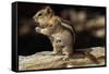 Golden-Mantled Ground Squirrel (Spermophilus Lateralis) on a Log-George D Lepp-Framed Stretched Canvas