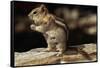 Golden-Mantled Ground Squirrel (Spermophilus Lateralis) on a Log-George D Lepp-Framed Stretched Canvas