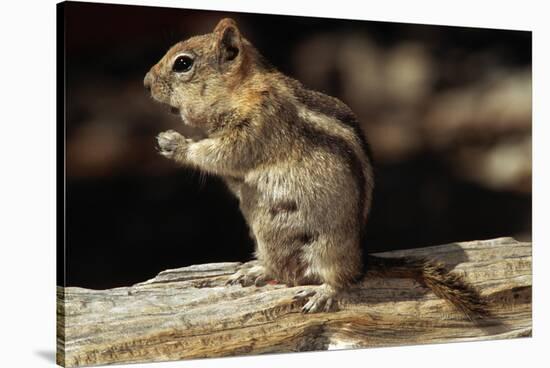 Golden-Mantled Ground Squirrel (Spermophilus Lateralis) on a Log-George D Lepp-Stretched Canvas