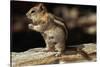 Golden-Mantled Ground Squirrel (Spermophilus Lateralis) on a Log-George D Lepp-Stretched Canvas