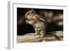 Golden-Mantled Ground Squirrel (Spermophilus Lateralis) on a Log-George D Lepp-Framed Photographic Print