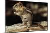 Golden-Mantled Ground Squirrel (Spermophilus Lateralis) on a Log-George D Lepp-Mounted Photographic Print