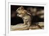 Golden-Mantled Ground Squirrel (Spermophilus Lateralis) on a Log-George D Lepp-Framed Photographic Print