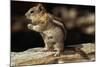 Golden-Mantled Ground Squirrel (Spermophilus Lateralis) on a Log-George D Lepp-Mounted Photographic Print