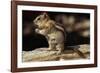 Golden-Mantled Ground Squirrel (Spermophilus Lateralis) on a Log-George D Lepp-Framed Photographic Print