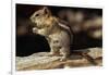 Golden-Mantled Ground Squirrel (Spermophilus Lateralis) on a Log-George D Lepp-Framed Photographic Print