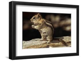 Golden-Mantled Ground Squirrel (Spermophilus Lateralis) on a Log-George D Lepp-Framed Photographic Print