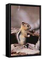 Golden-Mantled Ground Squirrel-DLILLC-Framed Stretched Canvas