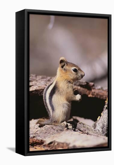 Golden-Mantled Ground Squirrel-DLILLC-Framed Stretched Canvas