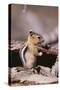 Golden-Mantled Ground Squirrel-DLILLC-Stretched Canvas