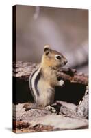 Golden-Mantled Ground Squirrel-DLILLC-Stretched Canvas