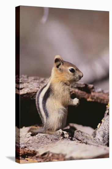 Golden-Mantled Ground Squirrel-DLILLC-Stretched Canvas