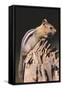 Golden-Mantled Ground Squirrel-DLILLC-Framed Stretched Canvas