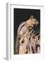 Golden-Mantled Ground Squirrel-DLILLC-Framed Premium Photographic Print