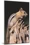 Golden-Mantled Ground Squirrel-DLILLC-Mounted Premium Photographic Print