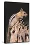 Golden-Mantled Ground Squirrel-DLILLC-Framed Stretched Canvas