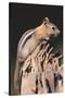 Golden-Mantled Ground Squirrel-DLILLC-Stretched Canvas