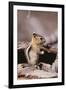 Golden-Mantled Ground Squirrel-DLILLC-Framed Photographic Print