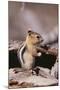 Golden-Mantled Ground Squirrel-DLILLC-Mounted Photographic Print