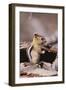 Golden-Mantled Ground Squirrel-DLILLC-Framed Photographic Print