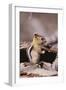 Golden-Mantled Ground Squirrel-DLILLC-Framed Photographic Print