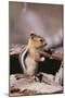 Golden-Mantled Ground Squirrel-DLILLC-Mounted Photographic Print
