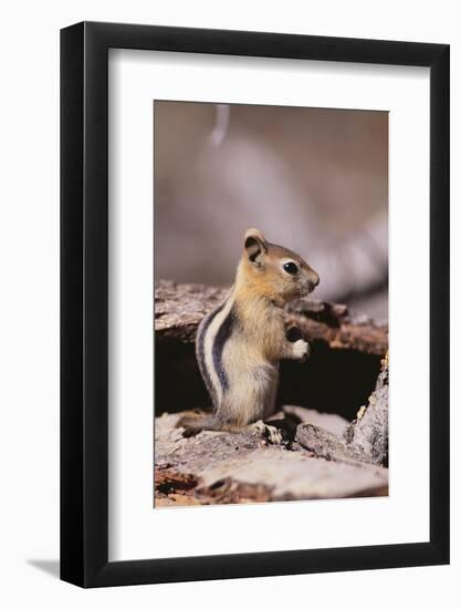 Golden-Mantled Ground Squirrel-DLILLC-Framed Photographic Print