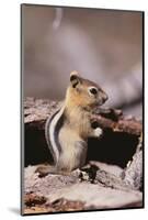 Golden-Mantled Ground Squirrel-DLILLC-Mounted Photographic Print