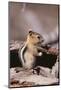 Golden-Mantled Ground Squirrel-DLILLC-Mounted Photographic Print