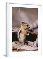 Golden-Mantled Ground Squirrel-DLILLC-Framed Photographic Print