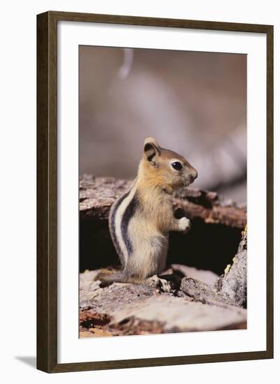 Golden-Mantled Ground Squirrel-DLILLC-Framed Photographic Print