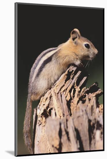 Golden-Mantled Ground Squirrel-DLILLC-Mounted Photographic Print