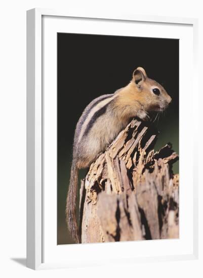 Golden-Mantled Ground Squirrel-DLILLC-Framed Photographic Print