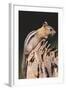 Golden-Mantled Ground Squirrel-DLILLC-Framed Photographic Print