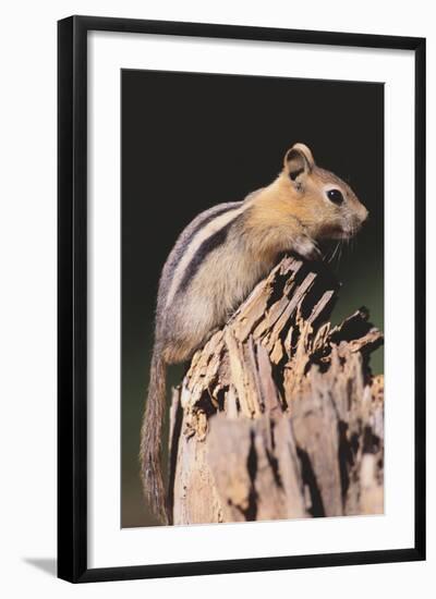 Golden-Mantled Ground Squirrel-DLILLC-Framed Photographic Print