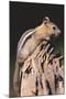 Golden-Mantled Ground Squirrel-DLILLC-Mounted Photographic Print