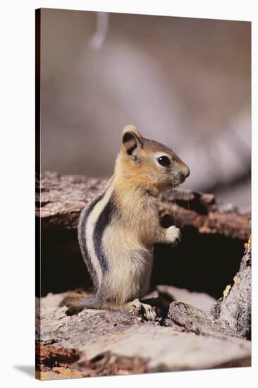 Golden-Mantled Ground Squirrel-DLILLC-Stretched Canvas