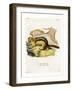 Golden-Mantled Ground Squirrel-null-Framed Giclee Print