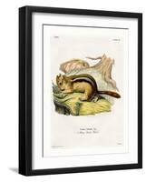 Golden-Mantled Ground Squirrel-null-Framed Giclee Print