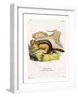 Golden-Mantled Ground Squirrel-null-Framed Giclee Print