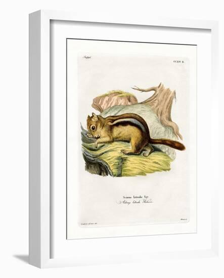 Golden-Mantled Ground Squirrel-null-Framed Giclee Print