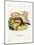 Golden-Mantled Ground Squirrel-null-Mounted Giclee Print