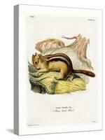Golden-Mantled Ground Squirrel-null-Stretched Canvas