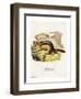 Golden-Mantled Ground Squirrel-null-Framed Premium Giclee Print