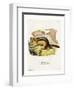 Golden-Mantled Ground Squirrel-null-Framed Premium Giclee Print